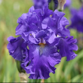 IRIS Blue Suede Shoes image 0