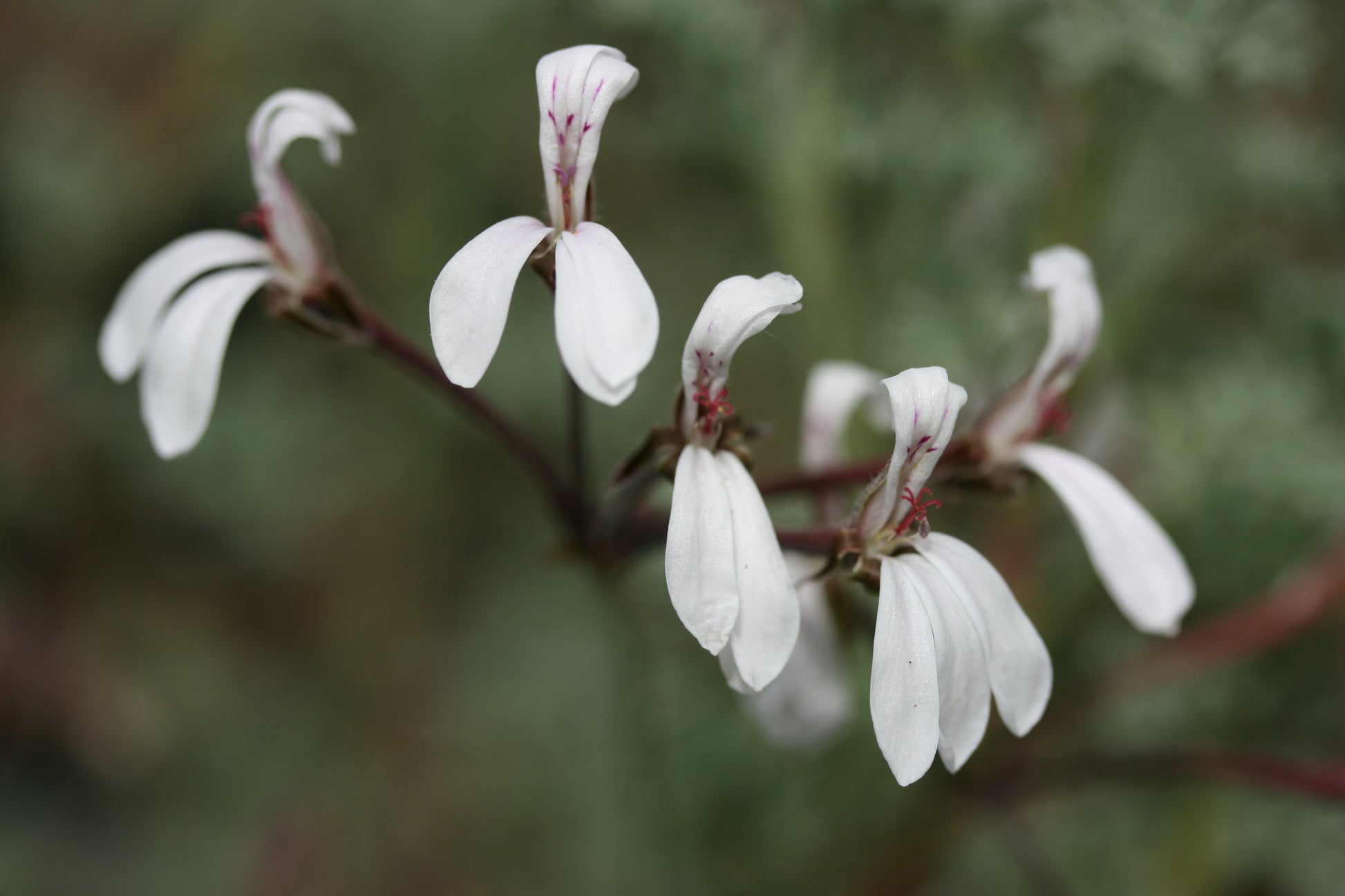 PELARGONIUM abrotanifolium image 0