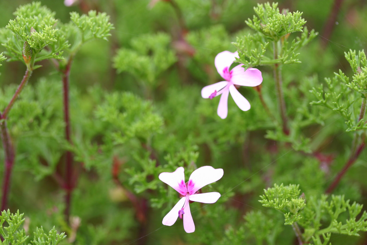 PELARGONIUM fruticosum image 2