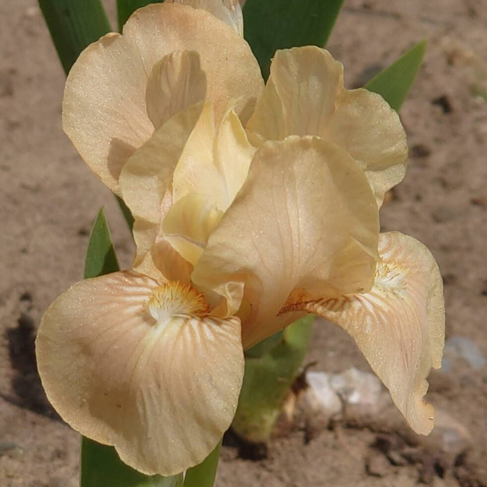 IRIS Apricot Drops image 1