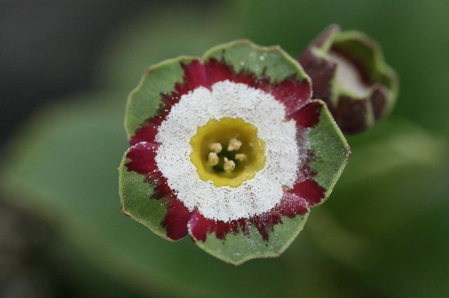 PRIMULA auricula Chyne image 0