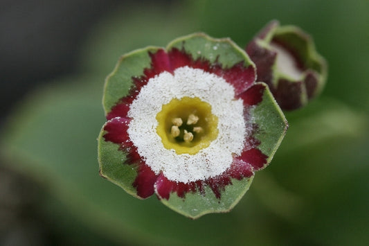 PRIMULA auricula Chyne image 0