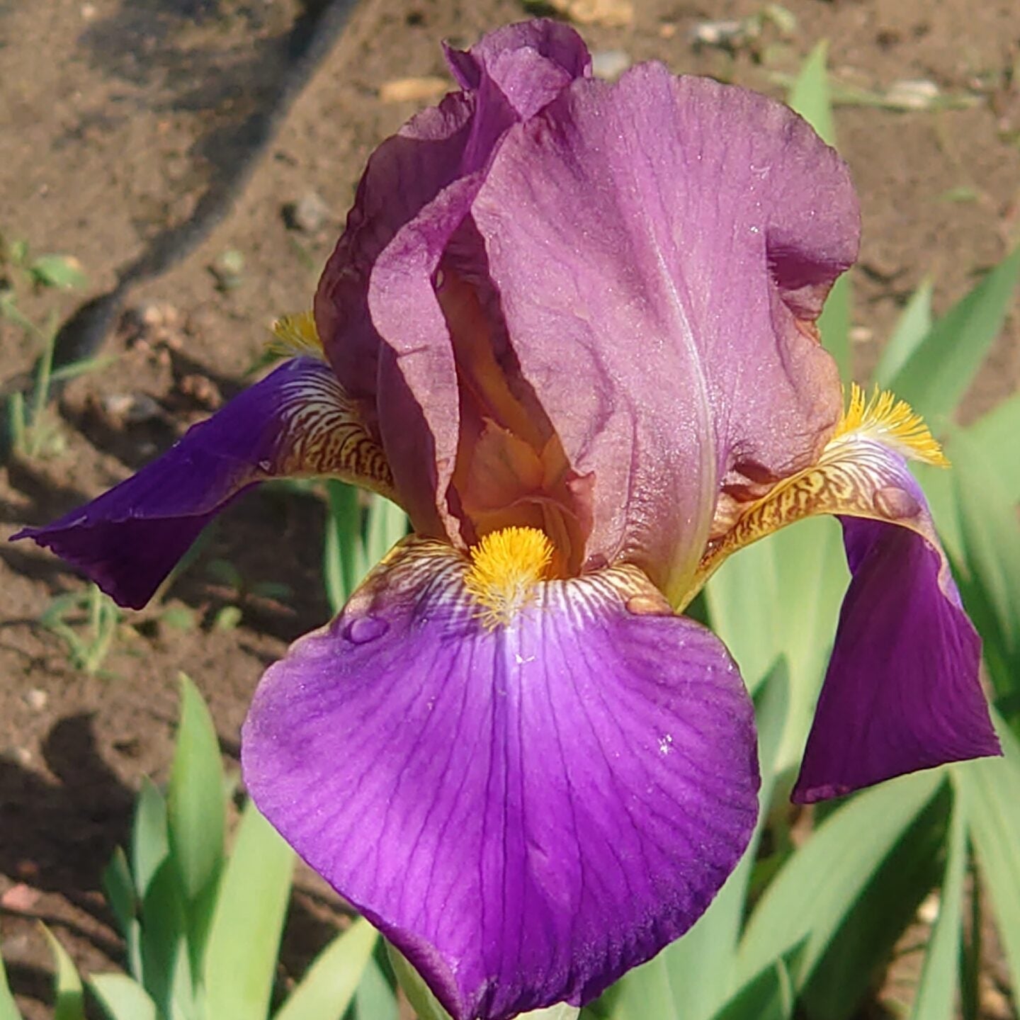 IRIS Seraphita image 0
