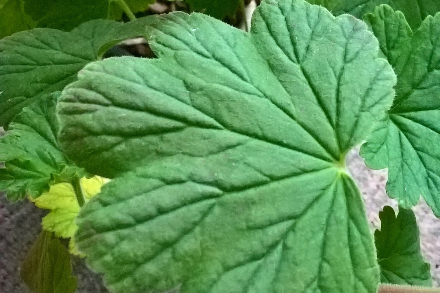 PELARGONIUM acraeum image 2