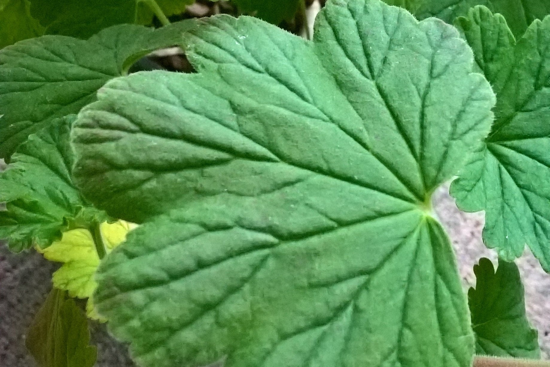 PELARGONIUM acraeum image 2