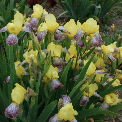 IRIS Gracchus image 3