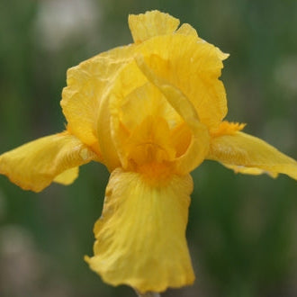 IRIS Ola Kala image 0