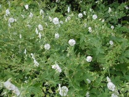 GERANIUM phaeum Album image 1