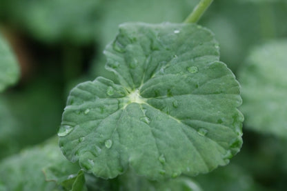 PELARGONIUM Big Apple image 2