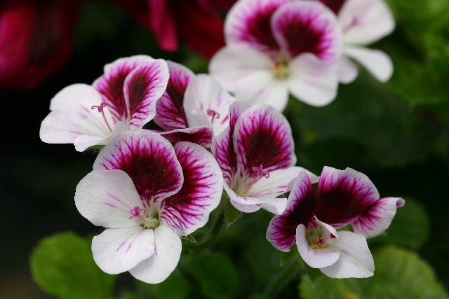 PELARGONIUM Seeley's Pansy image 0