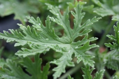 PELARGONIUM Lara Jester image 2