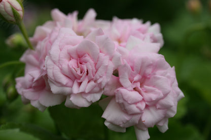 PELARGONIUM Millfield Rose image 1