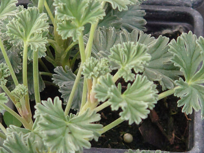 PELARGONIUM Richard Gibbs image 1
