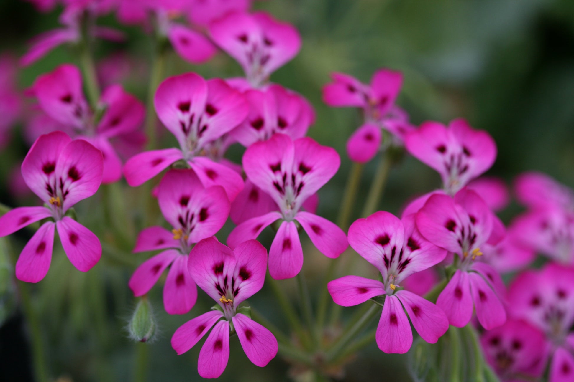 PELARGONIUM echinatum Miss Stapleton image 0