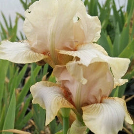 IRIS Apricot Drops image 2