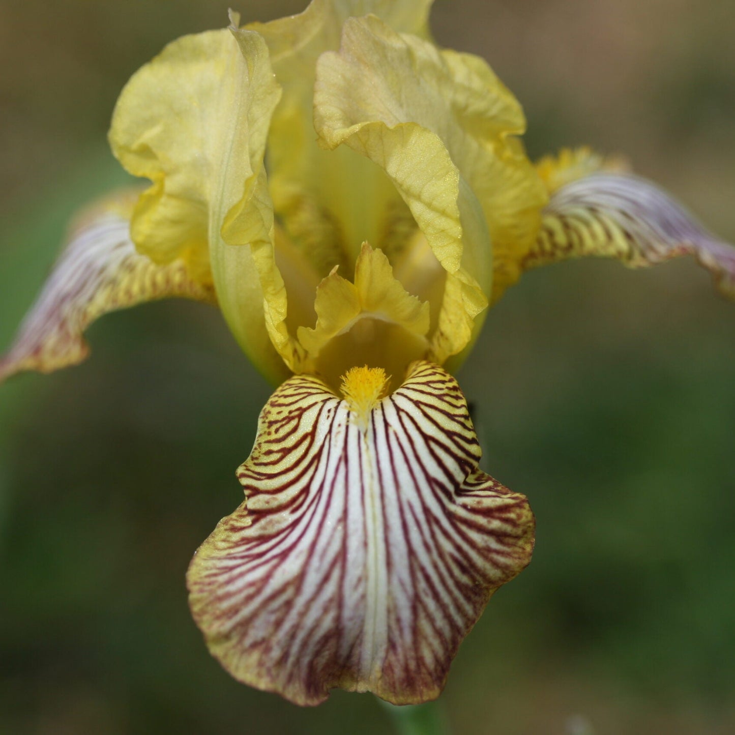 IRIS Mexicana image 0