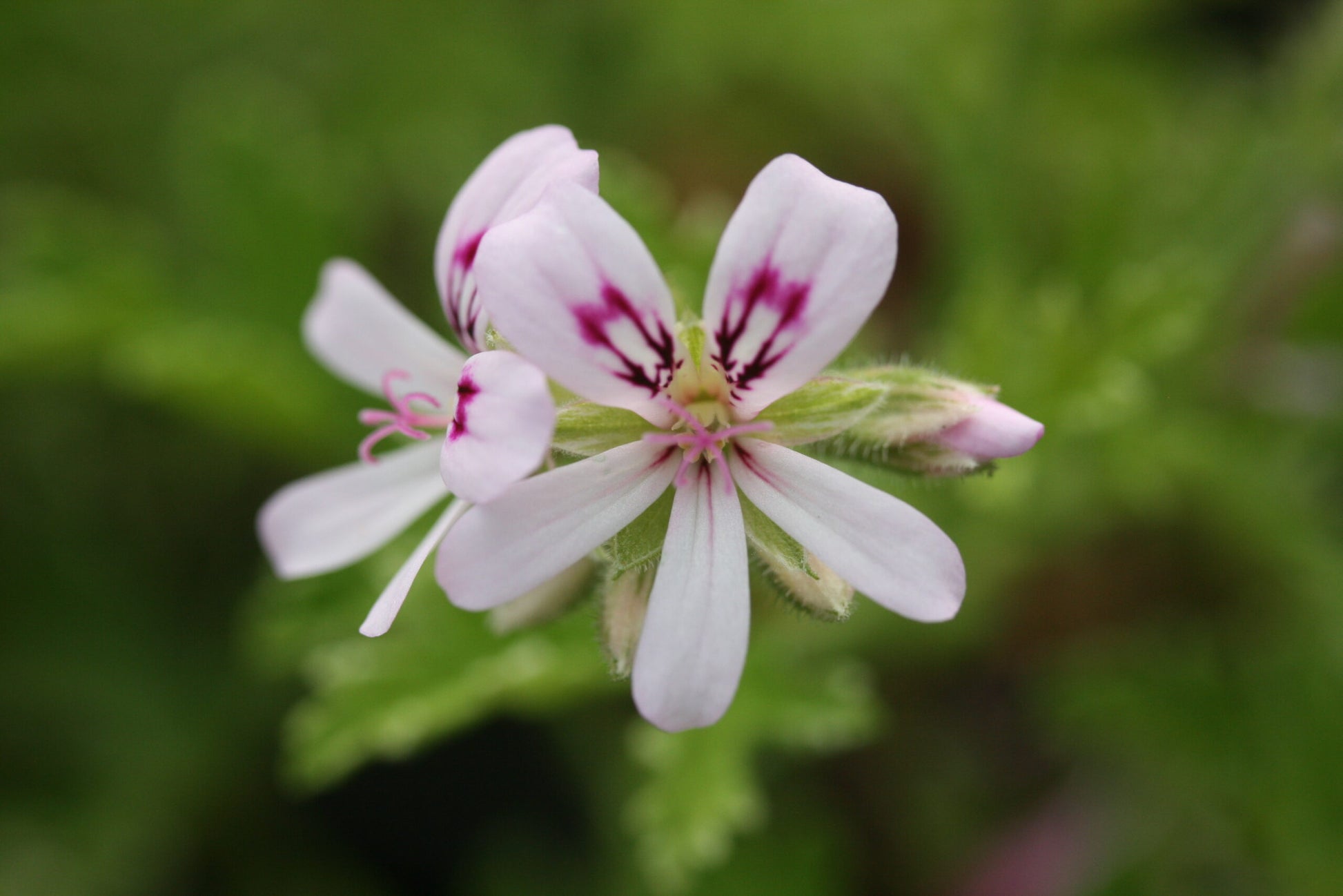 PELARGONIUM Fragrant Frosty image 2