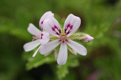 PELARGONIUM Fragrant Frosty image 2