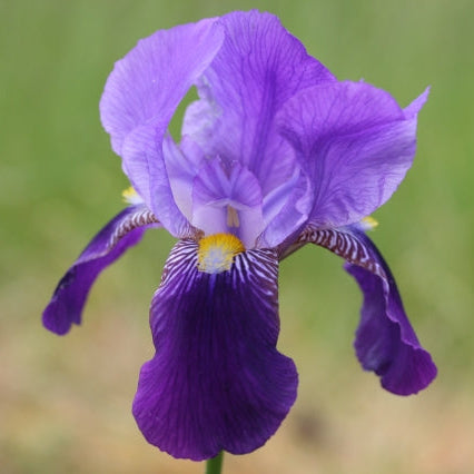 IRIS Souv. de Mme Gaudichau image 0