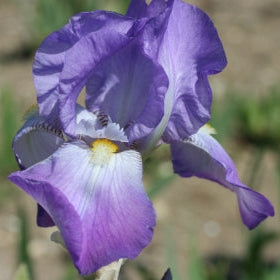 IRIS Lohengrin image 0