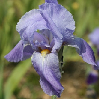 IRIS Empress of India image 2