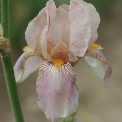 IRIS Flora Zenor image 0