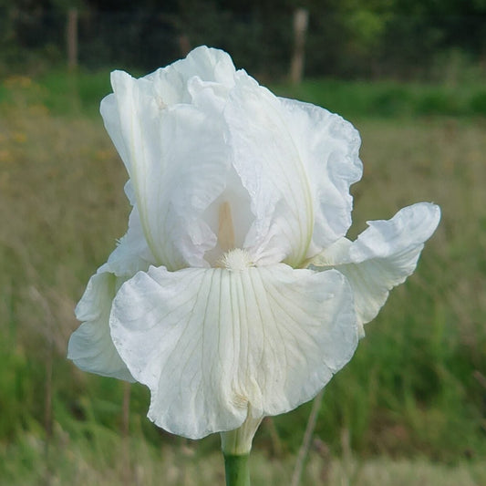 IRIS Winter Olympics' image 0