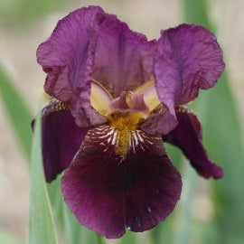 IRIS Senlac image 0
