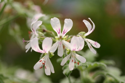 PELARGONIUM Peppermint Lace image 1