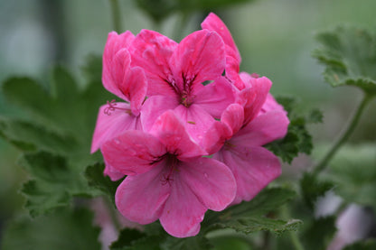 PELARGONIUM Clorinda image 0