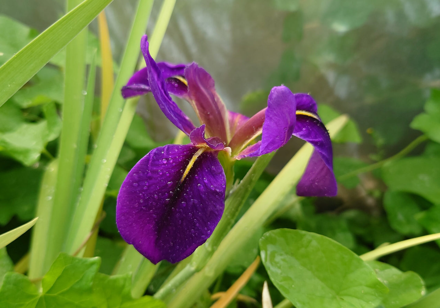 IRIS x Fulvala image 0