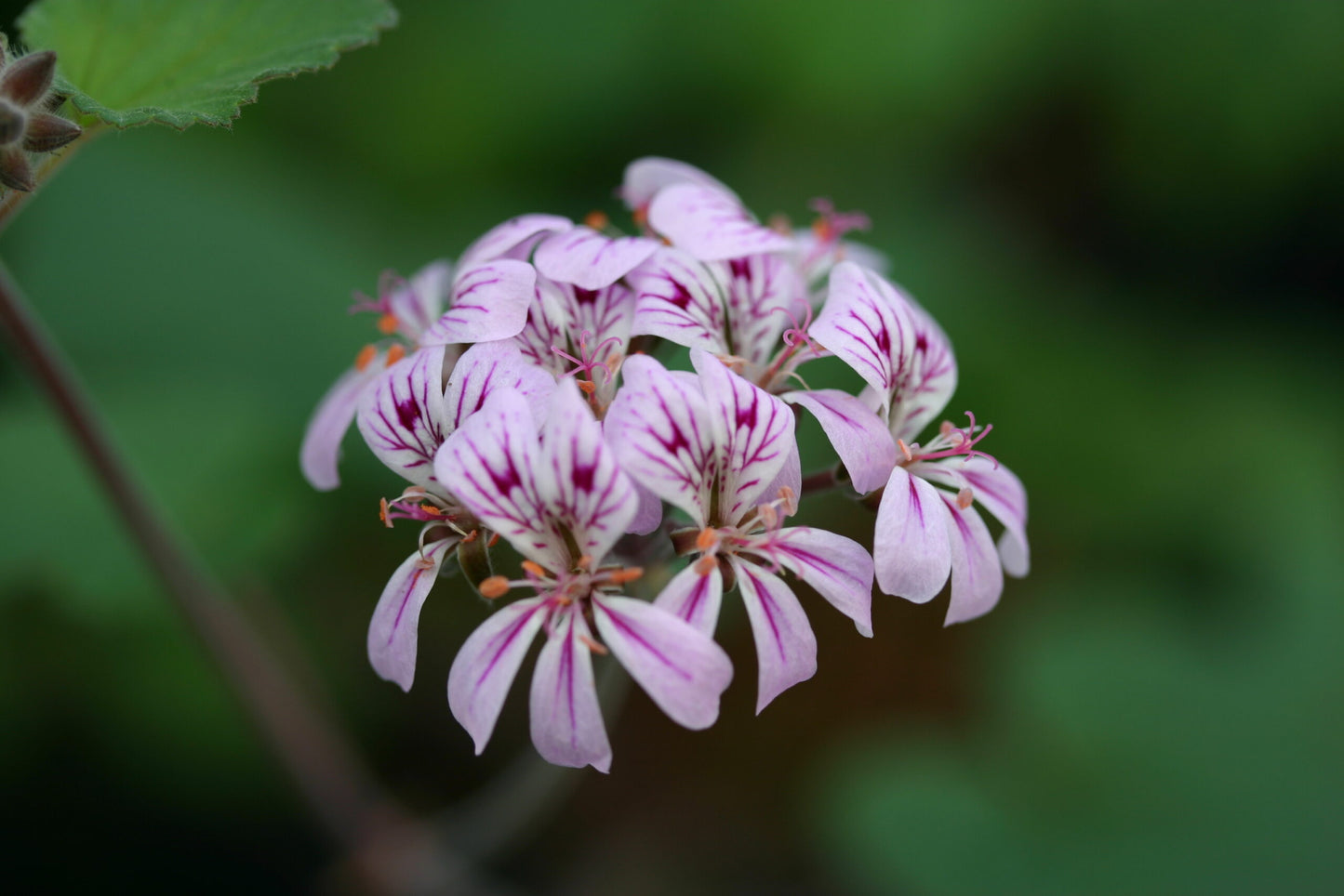 PELARGONIUM australe Pink form image 0