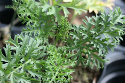PELARGONIUM Blackman Beauty image 2