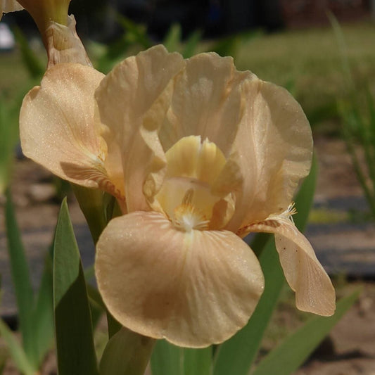 IRIS Apricot Drops image 0