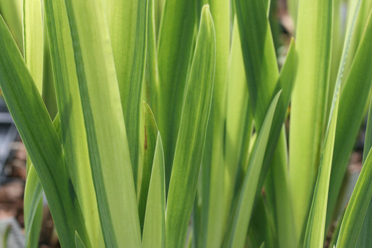 IRIS pseudacorus Variegata image 0