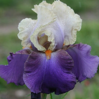 IRIS Vague A L Ame image 0