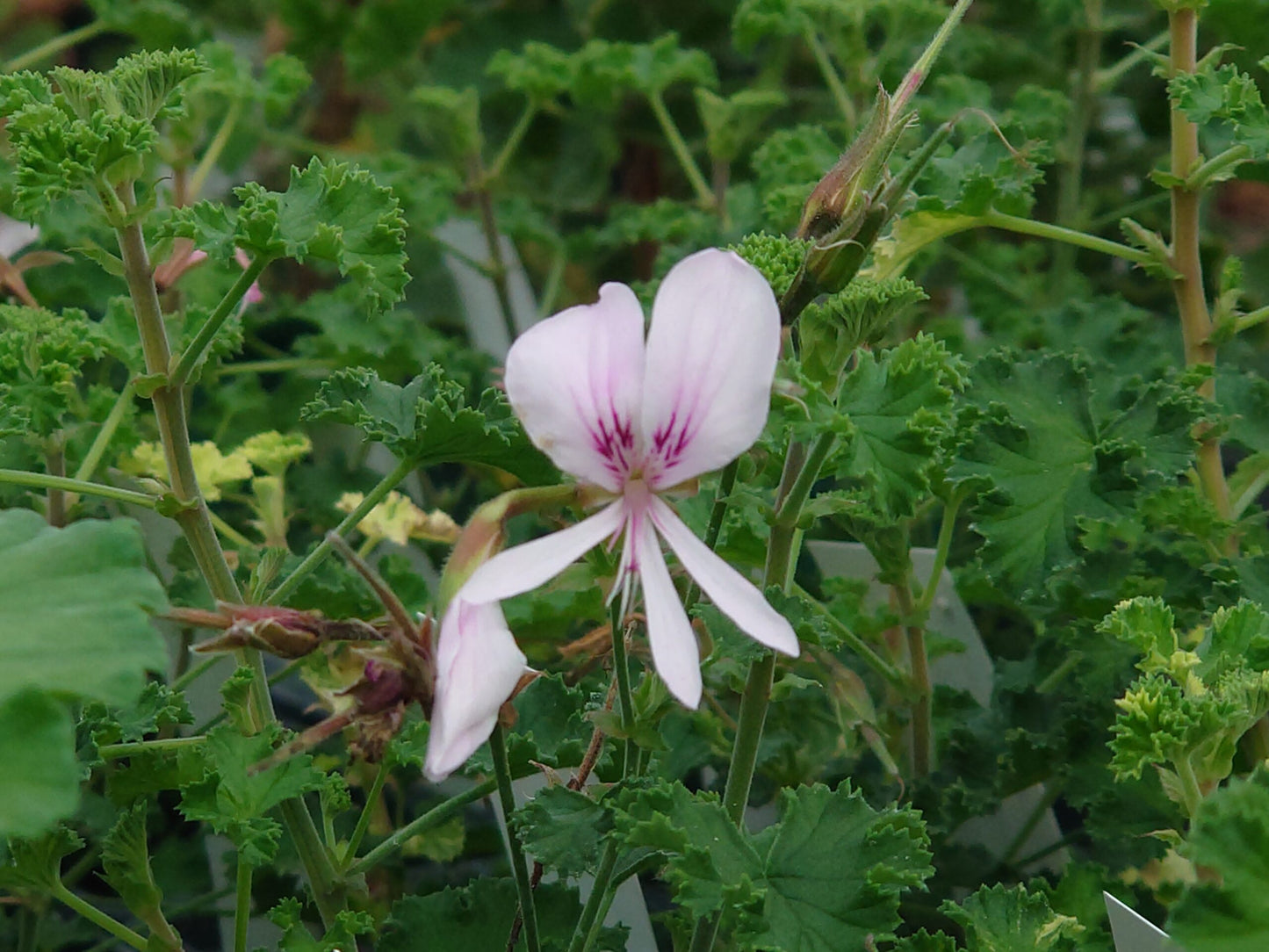PELARGONIUM Peach Cream image 0