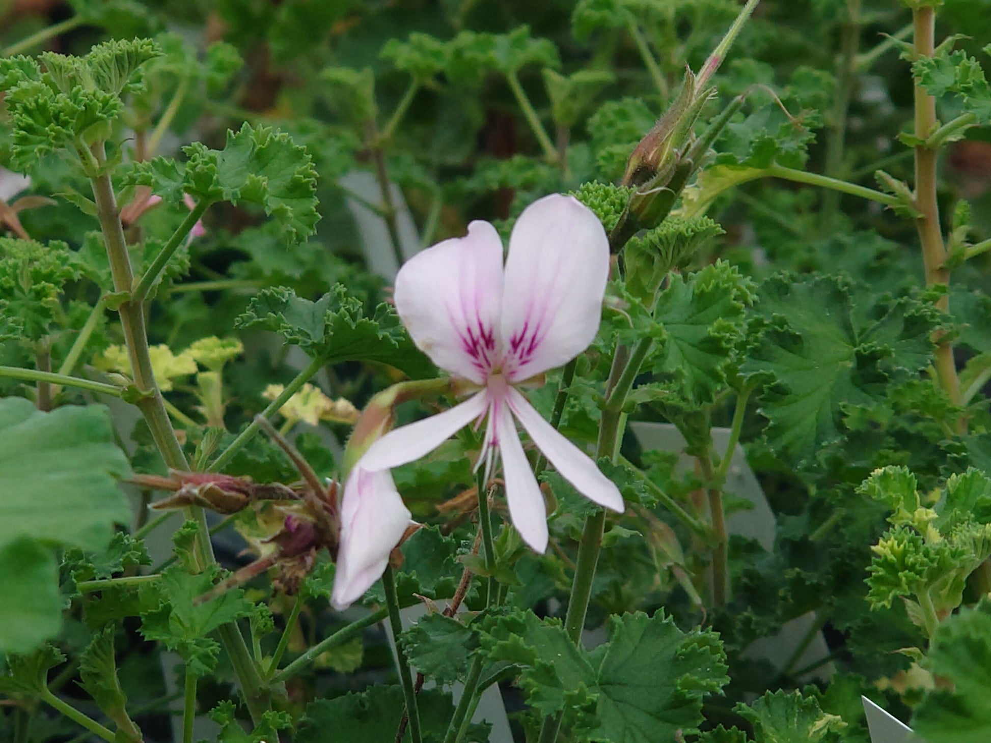 PELARGONIUM Peach Cream image 0