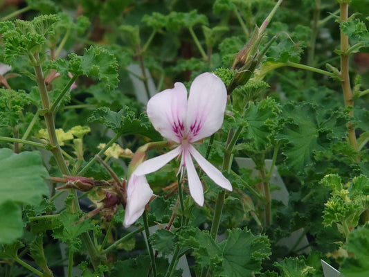 PELARGONIUM Peach Cream image 0