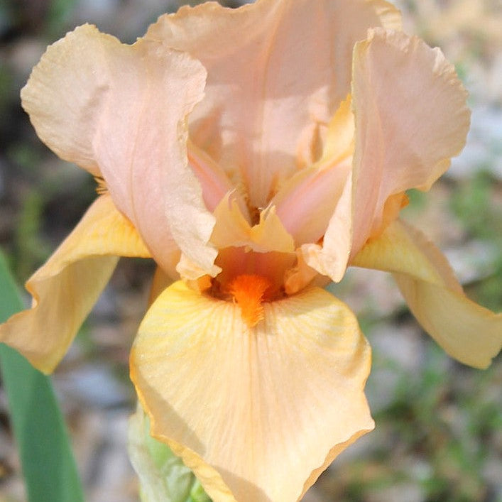 IRIS Pink Charm image 0