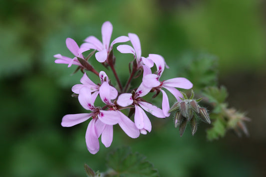 PELARGONIUM Deerwood Lavender Lass image 0