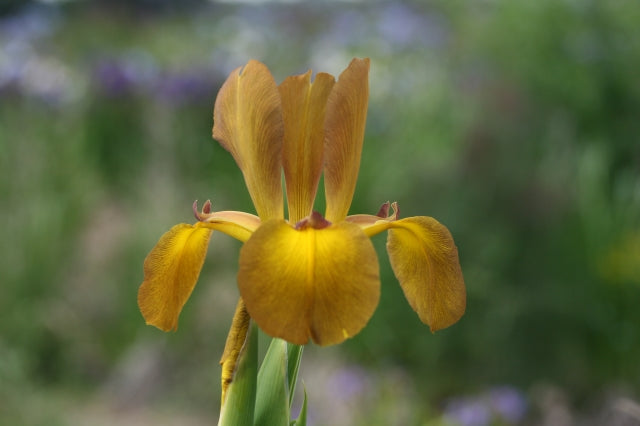 IRIS spuria Medallion image 0