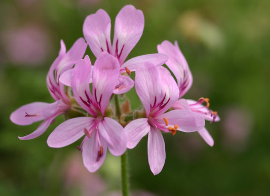 PELARGONIUM denticulatum image 0