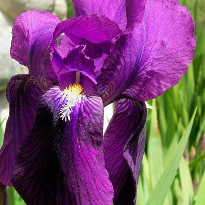 IRIS Crimson King image 1