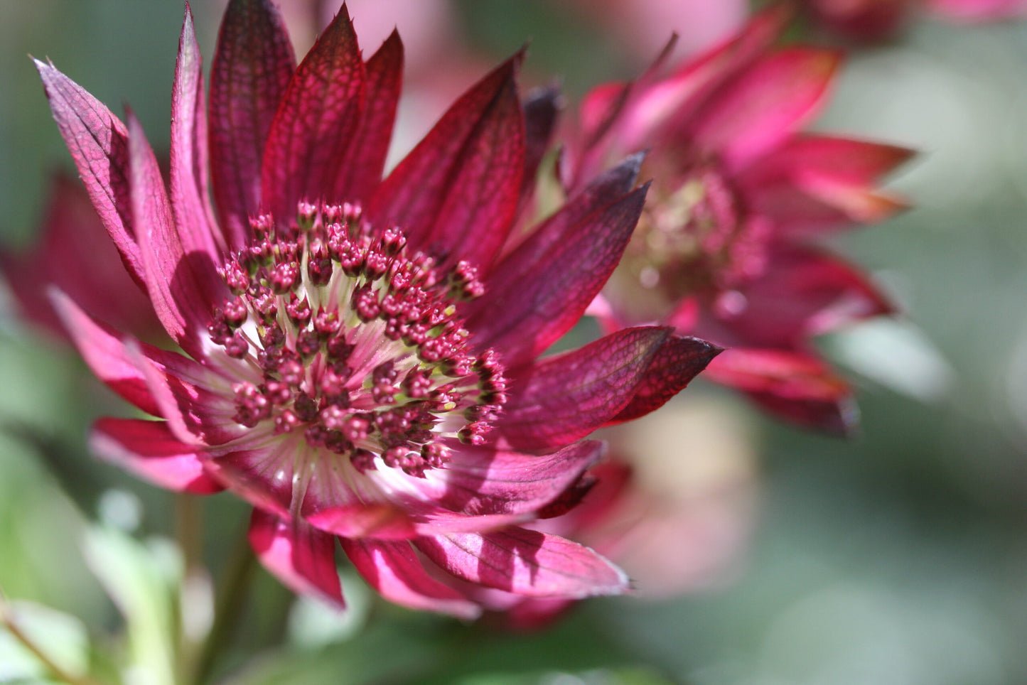 ASTRANTIA major Gill Richardson Group image 0
