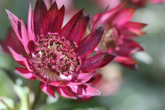 ASTRANTIA major Gill Richardson Group image 0