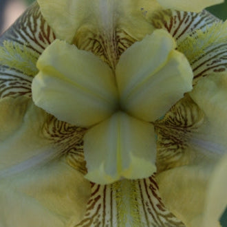 IRIS Cleo Murrell image 2