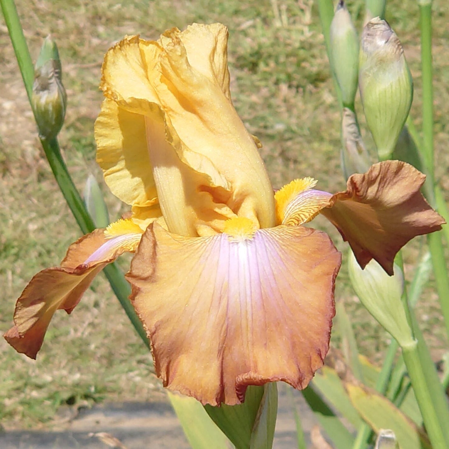 IRIS Lara's Theme image 0