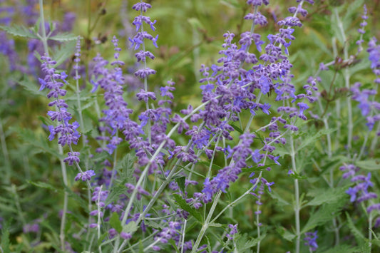 PEROVSKIA atriplicifolia Blue Spire image 0