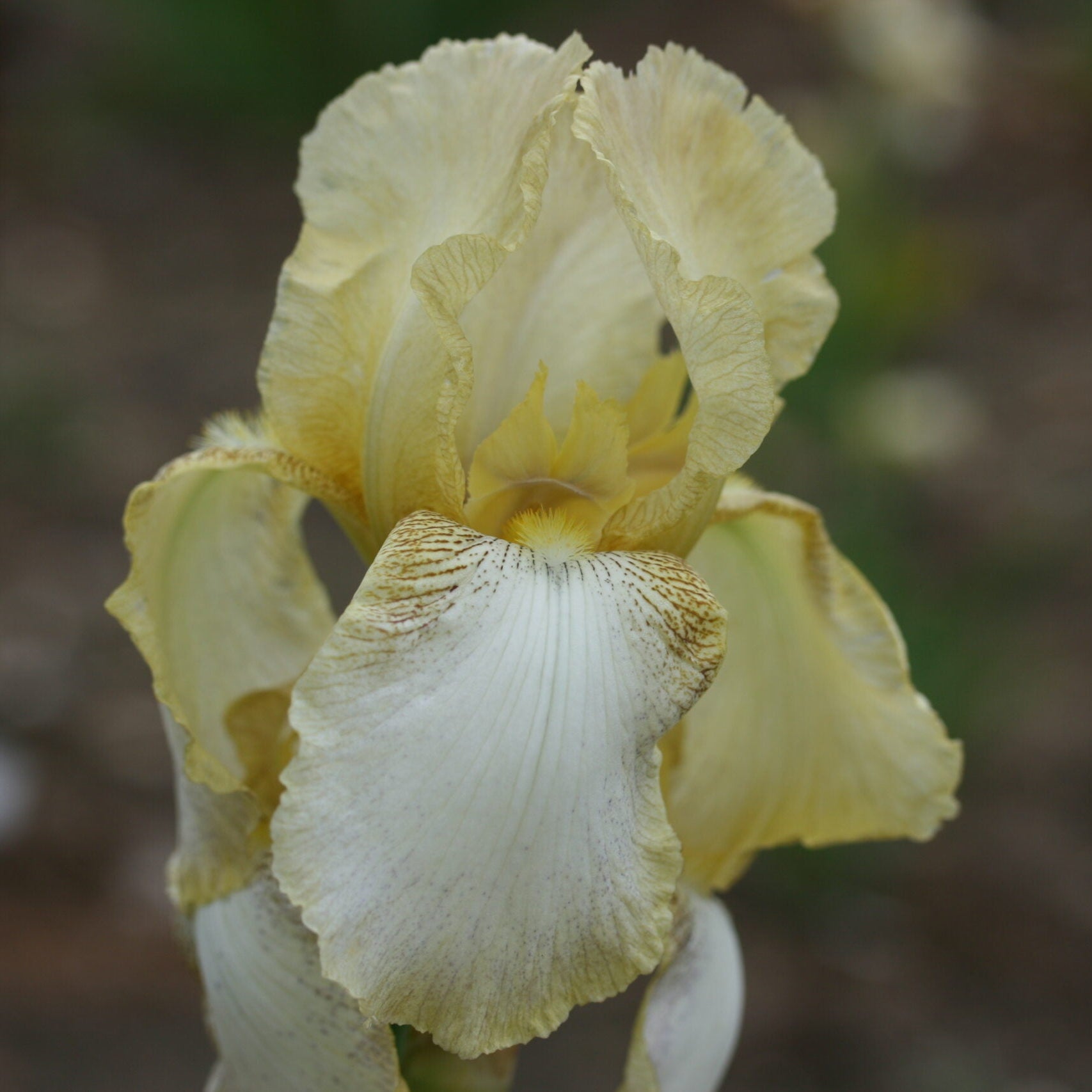 IRIS Benton Duff image 0